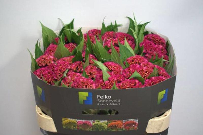 <h4>Celosia Act Rima Feiko</h4>