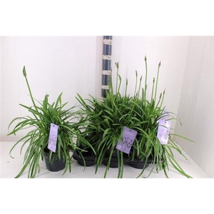 Agapa Summ Love Blue