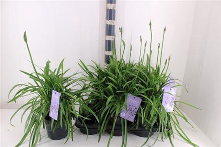 <h4>Agapa Summ Love Blue</h4>