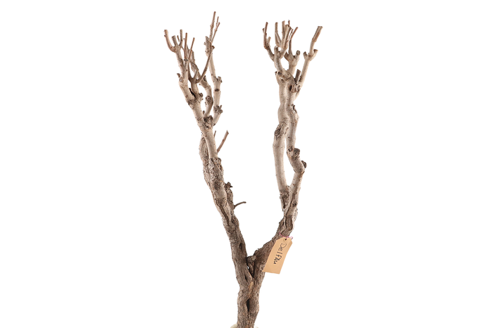 <h4>Syringa Branch Extra Decker</h4>