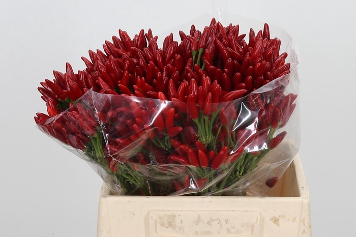 <h4>Caps Red Fire</h4>