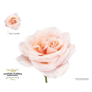 Rosa Gr Scented Paul Ricard