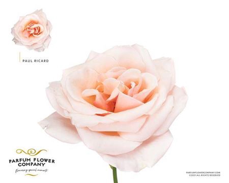<h4>Rosa Gr Scented Paul Ricard</h4>