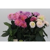 Dahlia Gemengd in fust