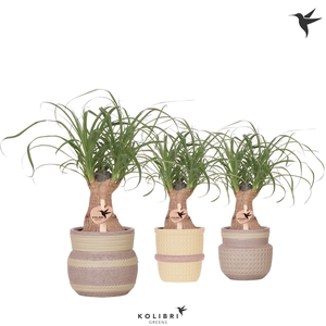 Kolibri Greens Beaucarnea in Ethnic pot khaki mix