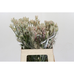 Kangaroo Paw Bush Diamond