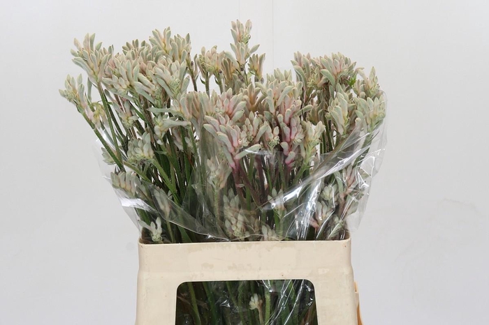 <h4>Anigozanthos Bush Diamond</h4>