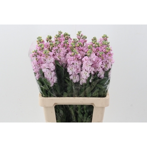 Matth Phantom Soft Pink