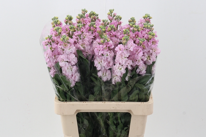 <h4>Matth Phantom Soft Pink</h4>