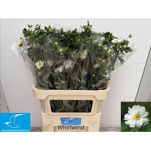 Anemone White