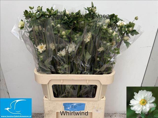 <h4>Anemone White</h4>