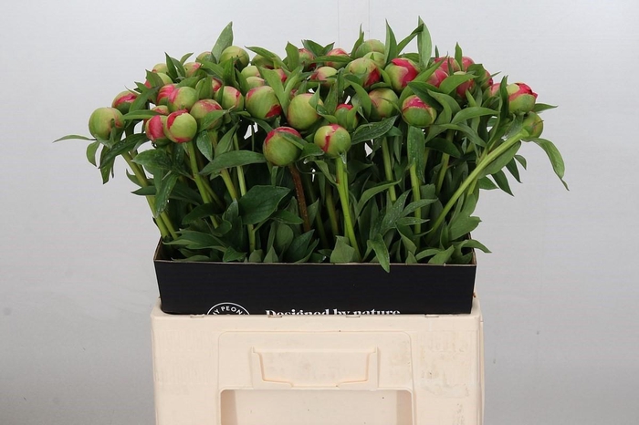 <h4>Paeonia Coral Charm</h4>