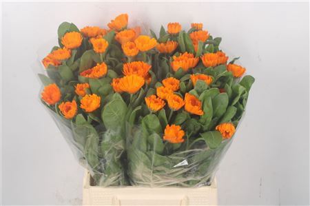 <h4>Calendula Orange</h4>