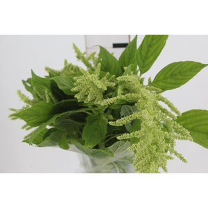 AMARANTHUS VERDE 070 CM VERDE