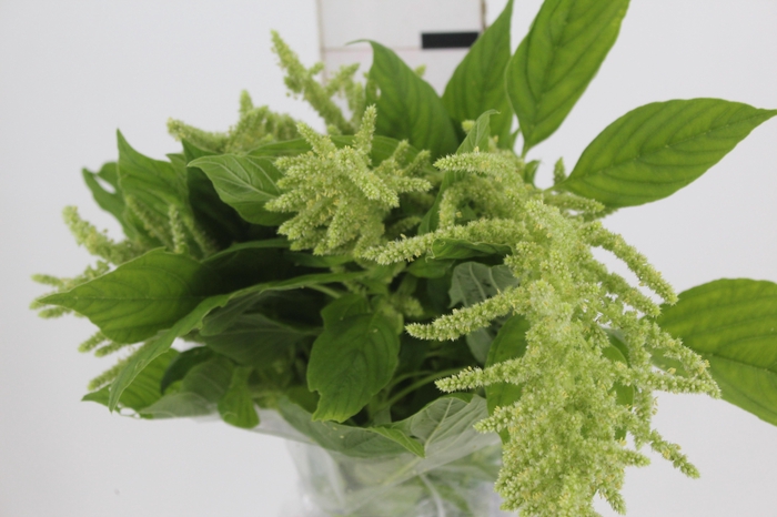 <h4>AMARANTHUS VERDE 070 CM VERDE</h4>
