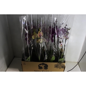 PHALAENOPSIS P12 2 HT