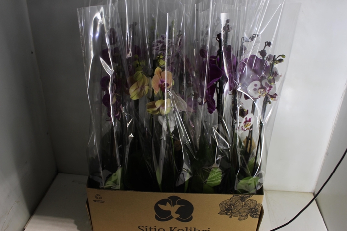 <h4>PHALAENOPSIS P12 2 HT</h4>