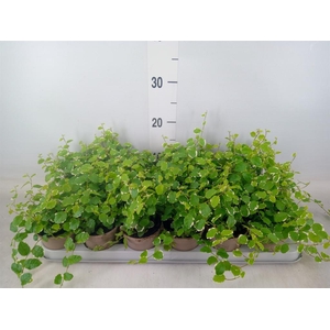 Ficus pumila 'White Sunny'