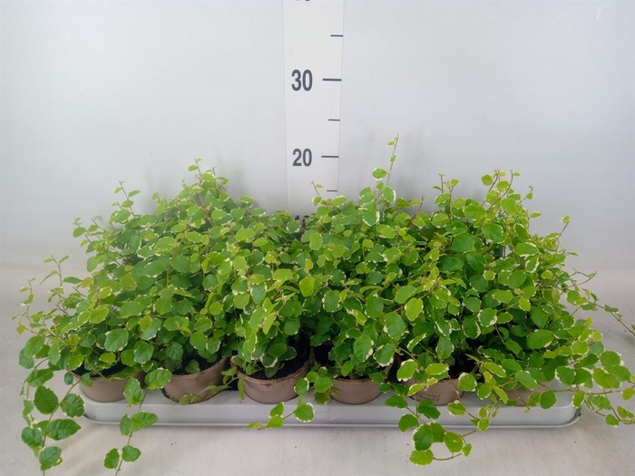 <h4>Ficus pumila 'White Sunny'</h4>