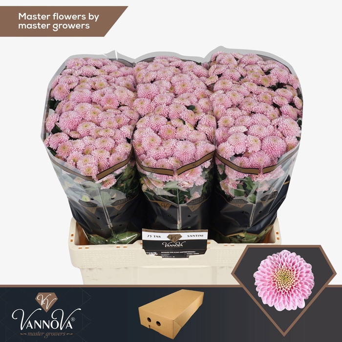 <h4>Chr S Ellison Sweet</h4>