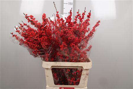 <h4>Ilex Ve Rode Bes</h4>