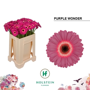 GE MI PURPLE WONDER