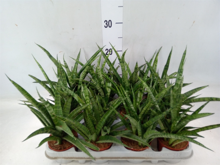 <h4>Sansevieria  'Fernwood'</h4>