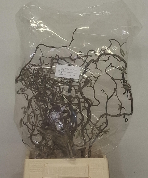 <h4>CORYL AV CONTORTA</h4>