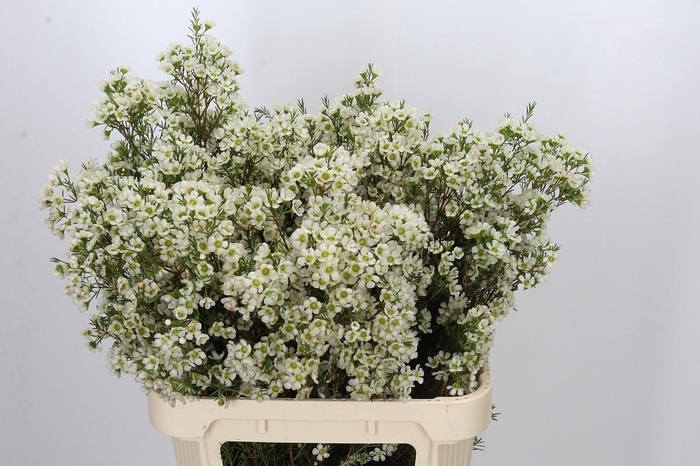 <h4>Chamelaucium Ivory Pearl</h4>