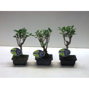 Ficus retusa, 12cm., broom, without drip tray