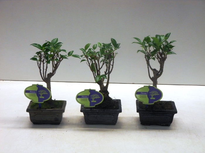 <h4>Ficus retusa, 12cm., broom, without drip tray</h4>