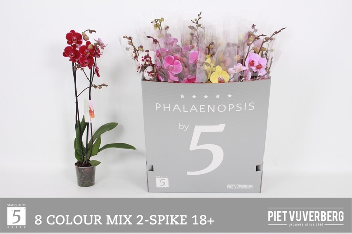 <h4>PHAL GEM 8 KL</h4>
