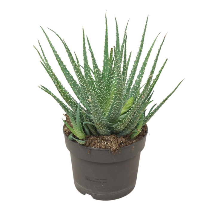<h4>Aloe humilis</h4>
