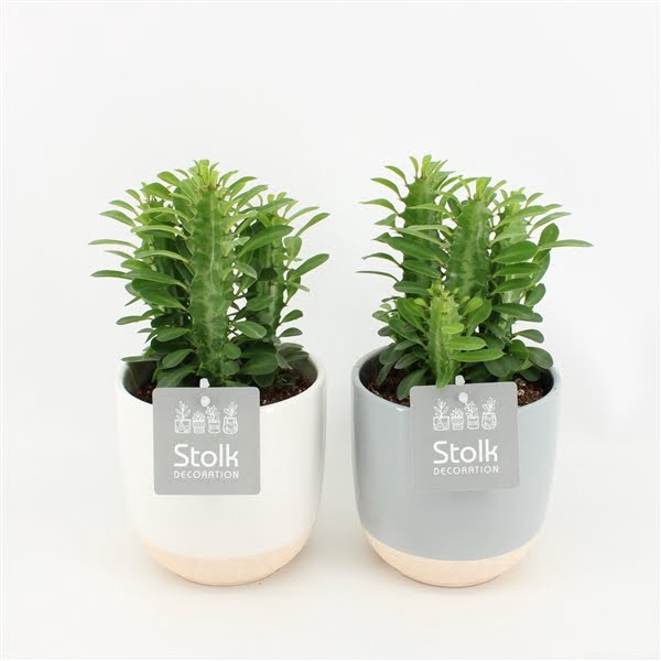 <h4>Euphorbia Trigona Groen in Emily keramiek</h4>