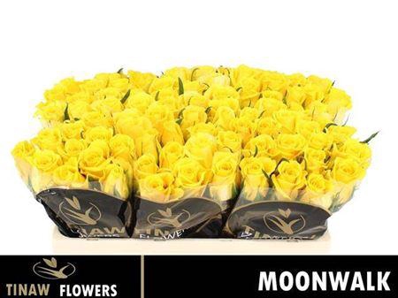 <h4>R Gr Moonwalk</h4>