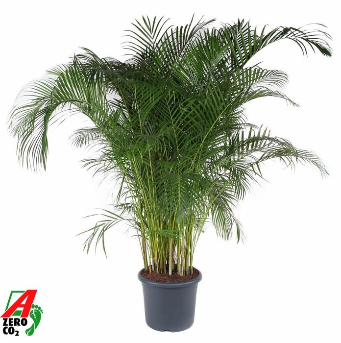 <h4>Dypsis Lutescens</h4>