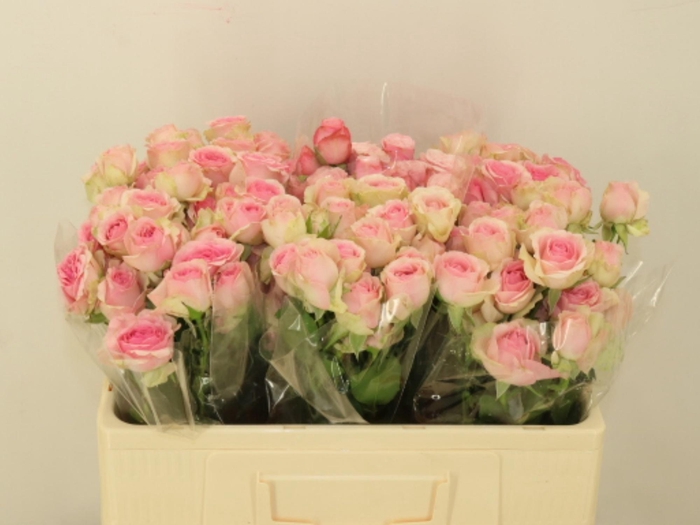 <h4>R TR DINARA</h4>