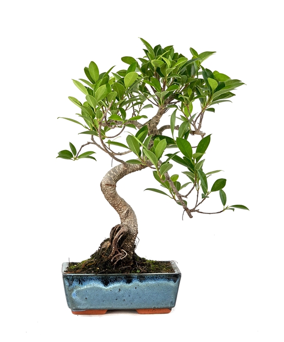 <h4>BONSAI GEM</h4>