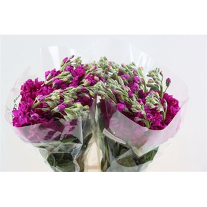 Matth Iron Deep Pink