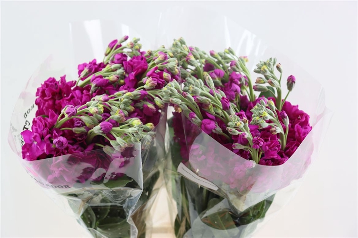 <h4>Matth Iron Deep Pink</h4>