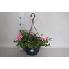 Hangpotten 27 waterreservoir Mix 08 Bonte mix