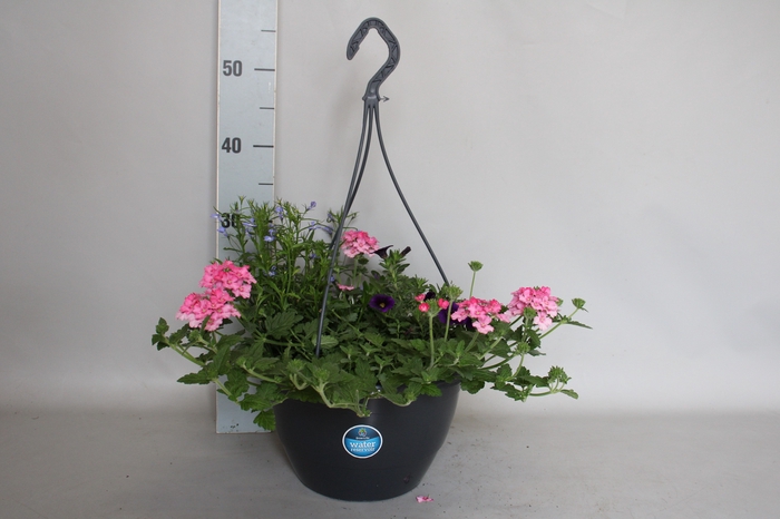 <h4>Hangpotten 27 waterreservoir Mix 08 Calibrachoa, Lobelia, Verbena</h4>