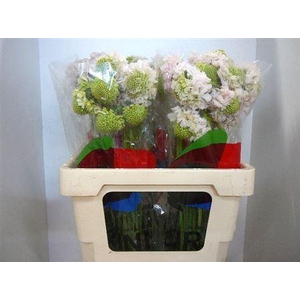 Scabiosa Bon Bon Scoop French Vanilla