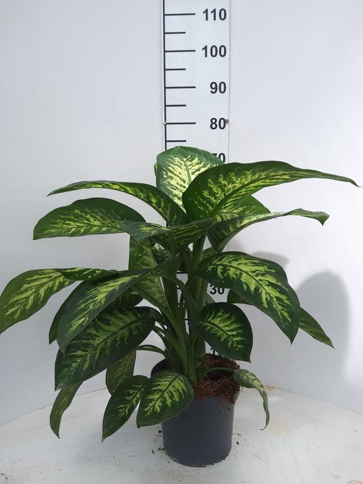 <h4>DIEFF SE TROPIC SNOW</h4>