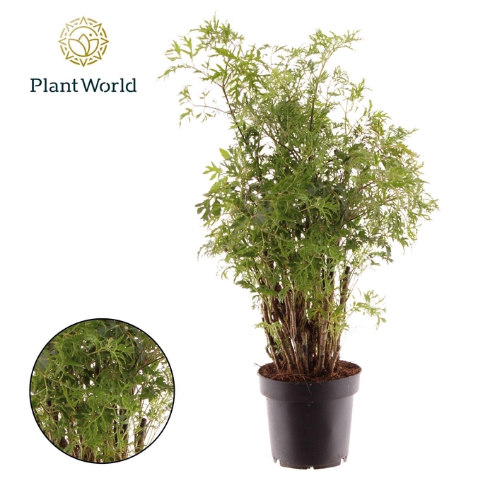 <h4>Polyscias fruticosa</h4>