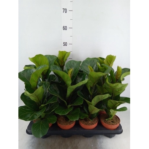Ficus lyrata 'Bambino'