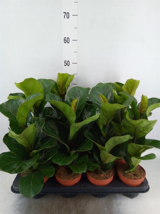 <h4>Ficus lyrata 'Bambino'</h4>