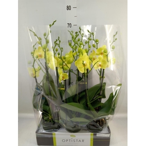 Phalaenopsis  'Ant Ferrara'