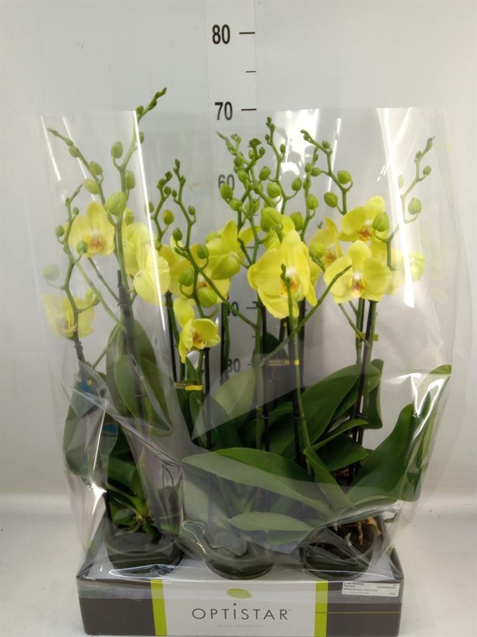 <h4>Phalaenopsis 'Ant Ferrara'</h4>
