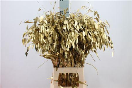 <h4>Chasmanthium Klb Antiek Gold</h4>
